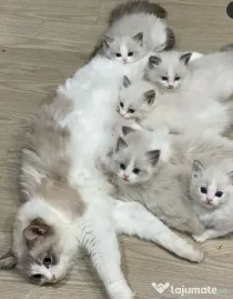 Ragdoll puiuți