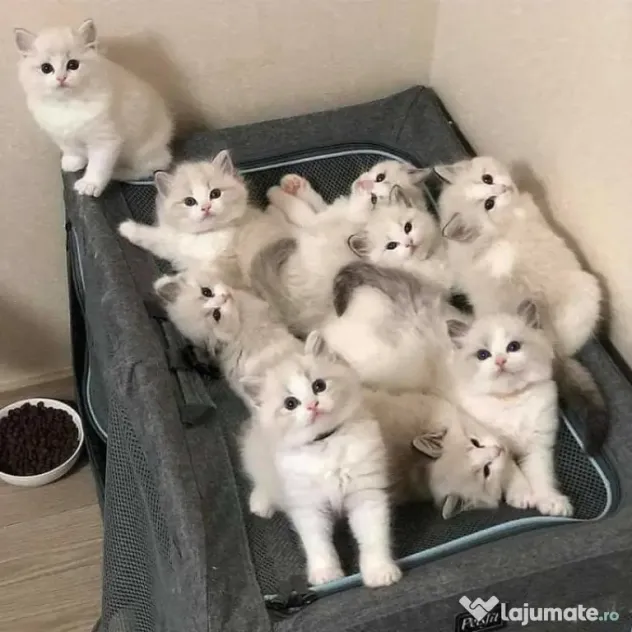 Ragdoll puiuți
