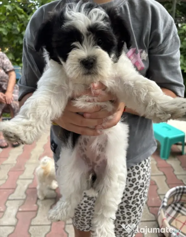 Bichon HAVANEZ ( fetite )