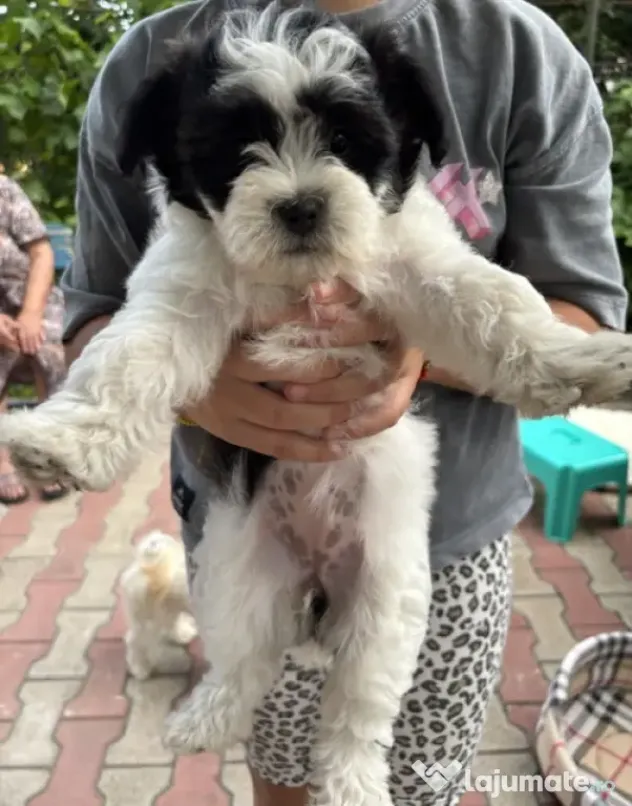 Bichon HAVANEZ ( fetite )