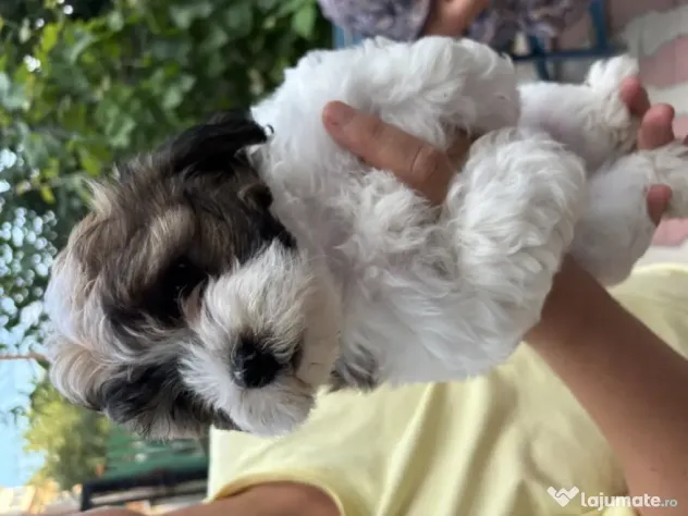 Bichon HAVANEZ ( fetite )