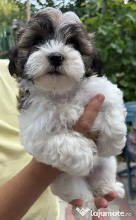 Bichon HAVANEZ ( fetite )