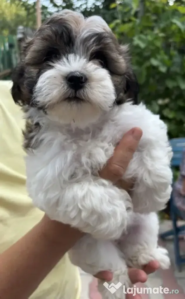 Bichon HAVANEZ ( fetite )