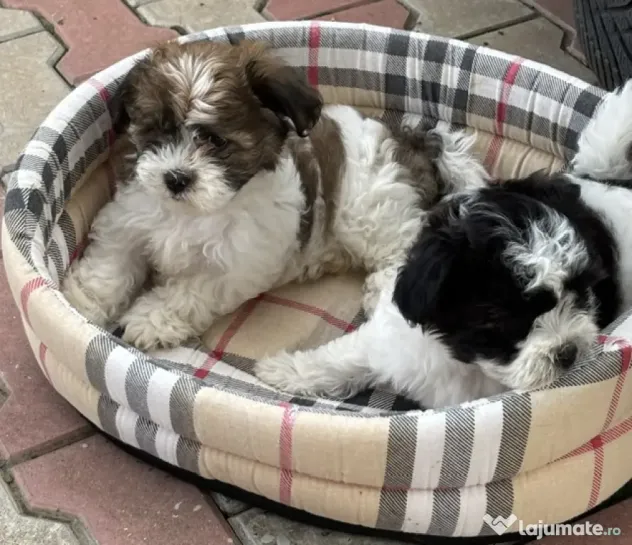 Bichon HAVANEZ ( fetite )