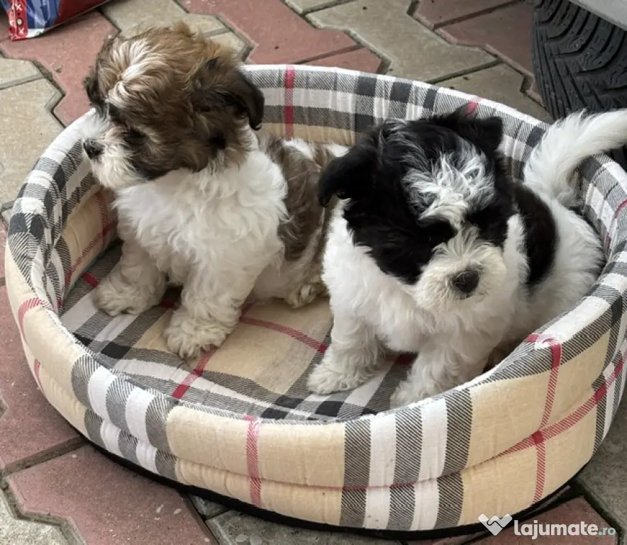 Bichon HAVANEZ ( fetite )