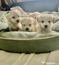 Bichon Maltez talie mică