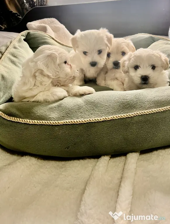 Bichon Maltez talie mică