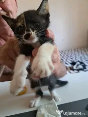 Pui pisica metis norvegiană de pădure adoptie 