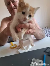 Pui pisica metis norvegiană de pădure adoptie 