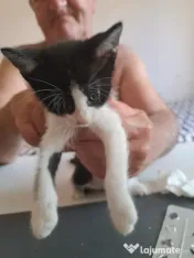 Pui pisica metis norvegiană de pădure adoptie 