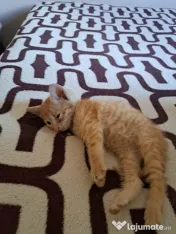 Pui pisica metis norvegiană de pădure adoptie 