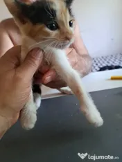 Pui pisica metis norvegiană de pădure adoptie 