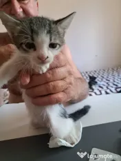 Pui pisica metis norvegiană de pădure adoptie 