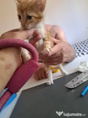 Pui pisica metis norvegiană de pădure adoptie 