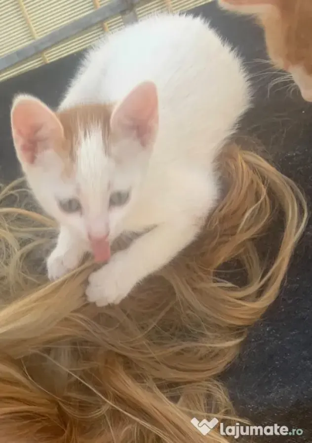 Donez 4 pui pisica de 3 luni si mama lor sterilizata