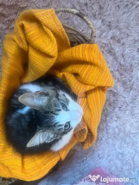 Donez 4 pui pisica de 3 luni si mama lor sterilizata