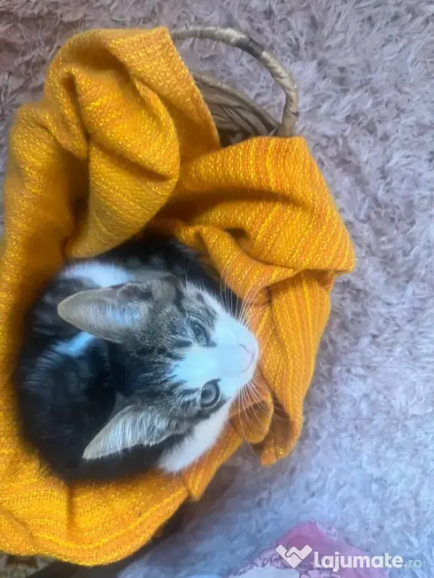 Donez 4 pui pisica de 3 luni si mama lor sterilizata