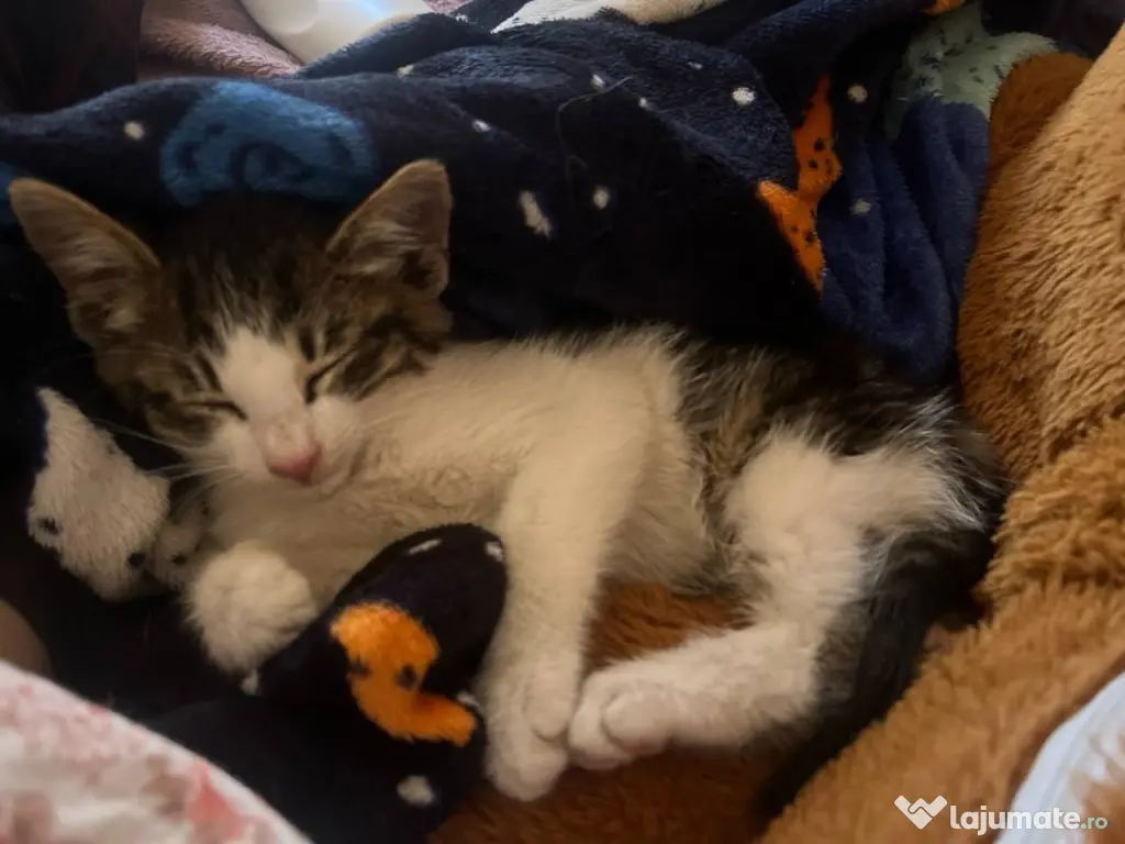 Donez 4 pui pisica de 3 luni si mama lor sterilizata