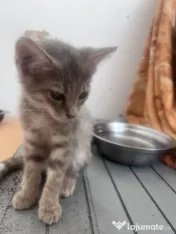 Donez 4 pui pisica de 3 luni si mama lor sterilizata 