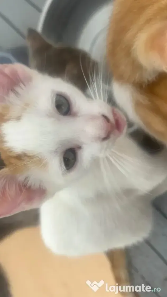 Donez 4 pui pisica de 3 luni si mama lor sterilizata