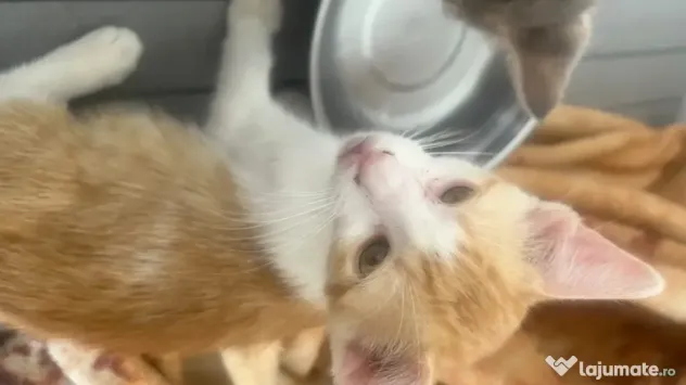 Donez 4 pui pisica de 3 luni si mama lor sterilizata