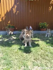 Pui Câine Lup Cehoslovac de vânzare
