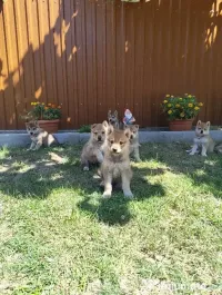 Pui Câine Lup Cehoslovac de vânzare 