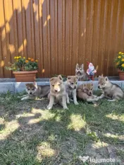 Pui Câine Lup Cehoslovac de vânzare