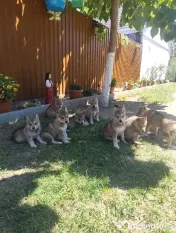 Pui Câine Lup Cehoslovac de vânzare