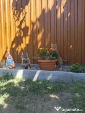 Pui Câine Lup Cehoslovac de vânzare