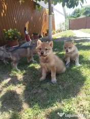 Pui Câine Lup Cehoslovac de vânzare
