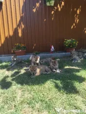 Pui Câine Lup Cehoslovac de vânzare