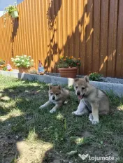 Pui Câine Lup Cehoslovac de vânzare