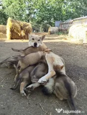 Pui Câine Lup Cehoslovac de vânzare