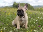 Pui Bulldog Francez baietel