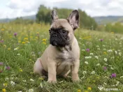 Pui Bulldog Francez baietel 