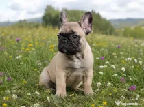 Pui Bulldog Francez baietel