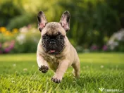 Pui Bulldog Francez baietel 