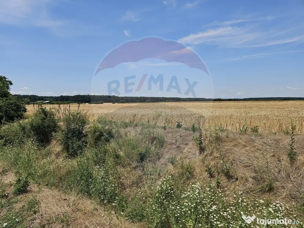 Vanzare Teren Intravilan Buftea, 750mp, str. Ulmului, Pis...