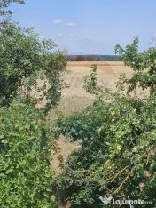 Vanzare Teren Intravilan Buftea, 750mp, str. Ulmului, Pis...