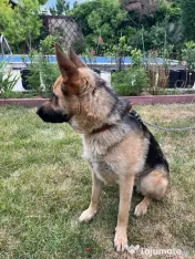 Vand femela ciobanesc german - 1 an