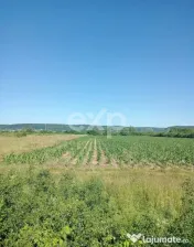Teren 3.000 mp, zonă industrială Mioveni - Colibas – acc 