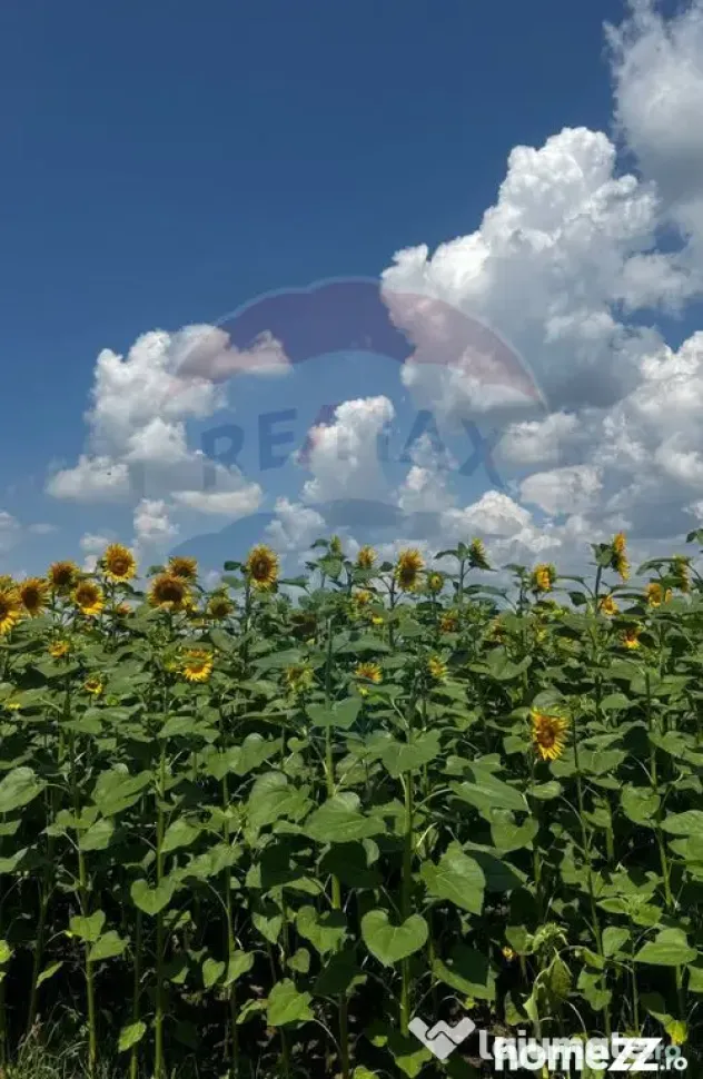 Teren 6,000mp Costana / DN 178A - Costana (Suceava)