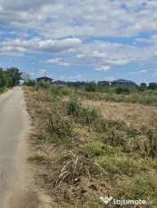 Teren 8000 mp intravilan rezidential Adunatii Copaceni (M... 