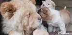 cate mici rasa chow chow cu shar pei