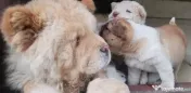 Catei mici rasa chow chow cu shar pei 