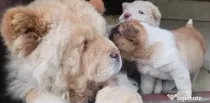 cate mici rasa chow chow cu shar pei