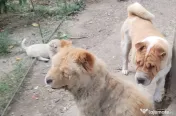 Catei mici rasa chow chow cu shar pei 