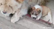 Catei mici rasa chow chow cu shar pei 