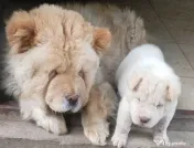 Catei mici rasa chow chow cu shar pei 